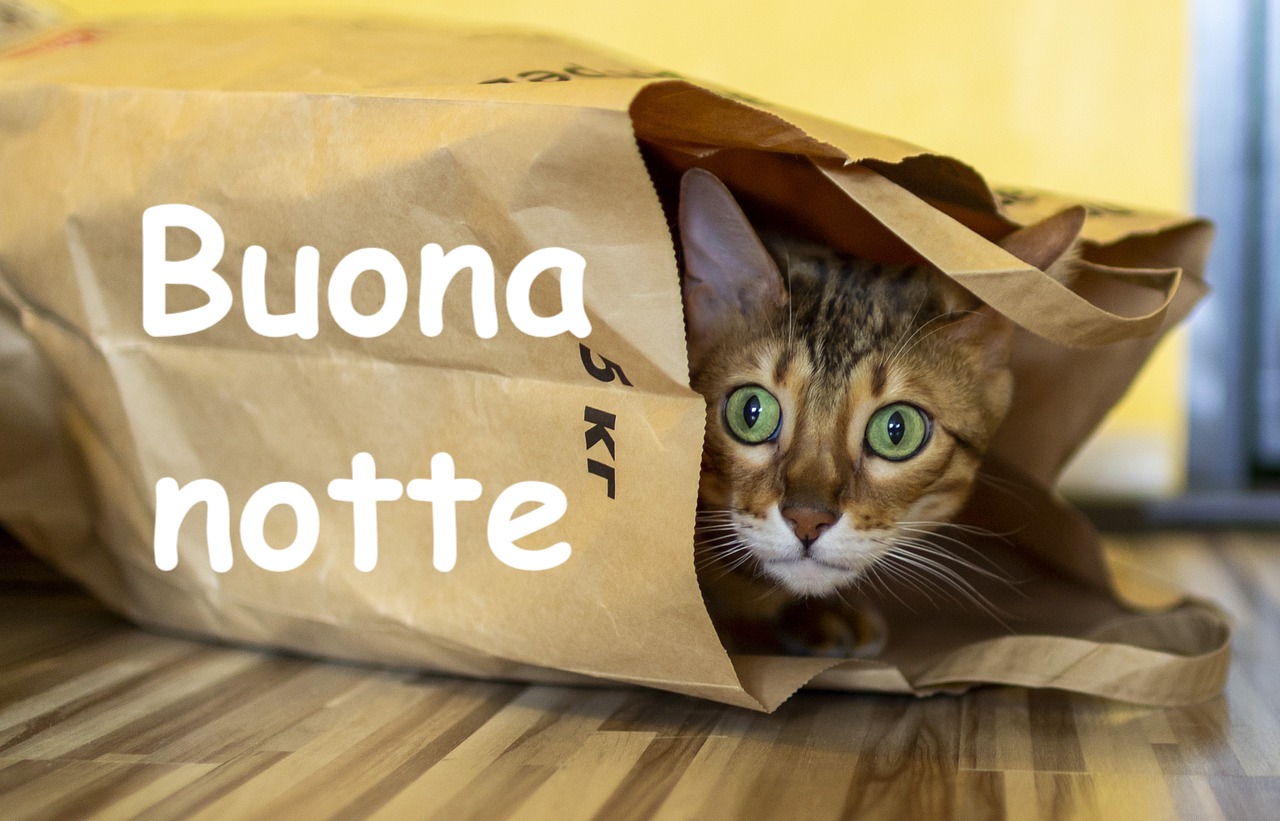 un gattino trova rifugio in una busta di carta 